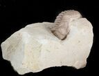 Bargain Kainops Trilobite - Oklahoma #42844-2